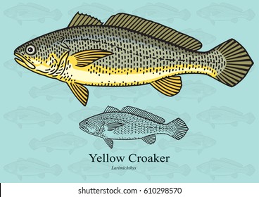 Yellow Croaker. Vector illustration with refined details and optimized stroke that allows the image to be used in small sizes (in packaging design, decoration, educational graphics, etc.)