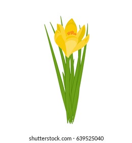 Yellow crocus blooming flowers isolated on white. Spring colorful plants with buds close up. Crocus flowers signs for greeting cards and invitations. Vector