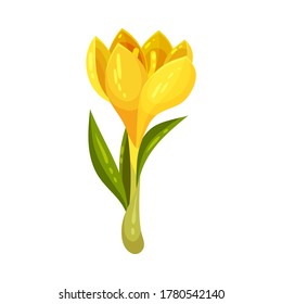 Yellow Crocus Flower on Stalk Isolated on White Background Vector Illustration