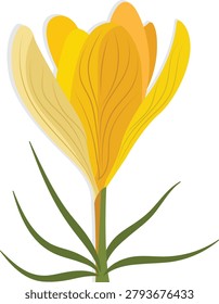 yellow crocus flower vector drawing.