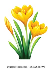 Yellow crocus flowers with a bud surrounded by leaves. Vector cartoon illustration