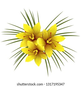 Yellow Crocus flowers (Crocus flavus), vector illustration isolated on white background.