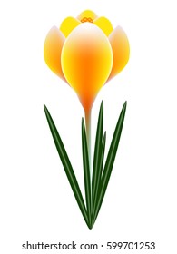 Yellow crocus on a white background.