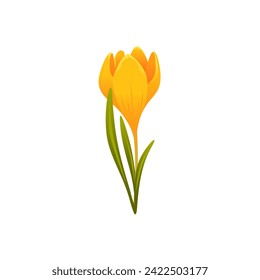 Yellow Crocus. Spring yellow flower. Vector illustration isolated on a white background.