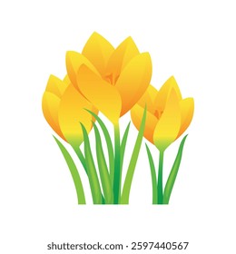 Yellow crocus spring flower vector illustration. Fresh crocus flavus icon vector isolated on a white background. Beautiful spring yellow flower drawing