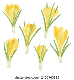 yellow crocus, spring flowers, vector drawing wild plants at white background, floral elements, hand drawn botanical illustration