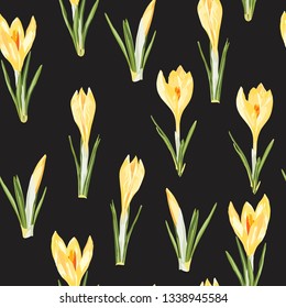 Yellow crocuses flowers  seamless pattern. Watercolor style Illustration. Spring black background.