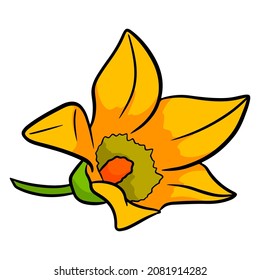 Yellow cucumber or zucchini flower. Cartoon style. Vector illustration for design and decoration.