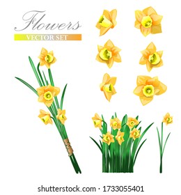 yellow daffodil in a bouquet and by elements, bud in different angles, stem and leaves.