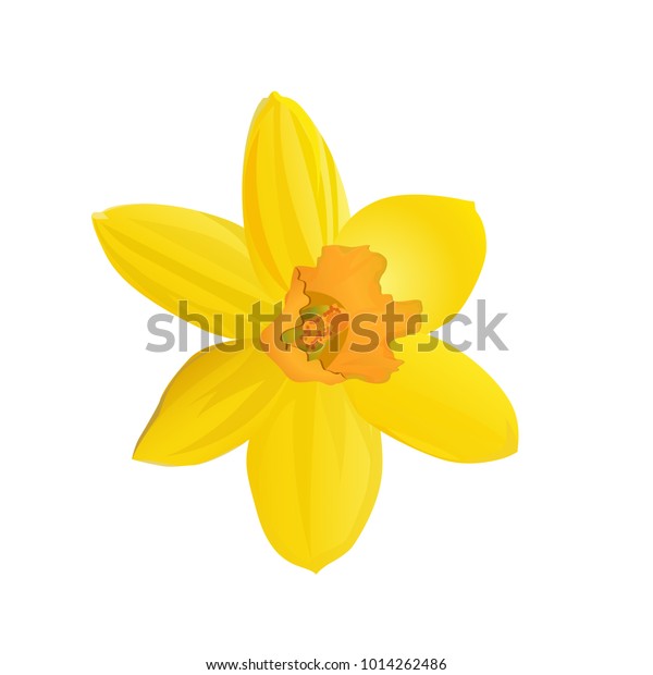 Download Yellow Daffodil Flower Vector Illustration Stock Vector Royalty Free 1014262486