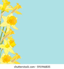 Yellow daffodil flowers on blue background with place for text. Vector illustration.