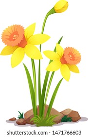 Yellow daffodil flowers on white background illustration