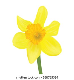 yellow daffodil isolated on a white background. Vector realistic flowers.  