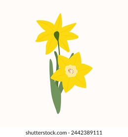Vector amarillo de la flor del narciso del narciso aislado en el fondo blanco. Ilustración linda de la planta del jardín de la primavera temprana para la tarjeta de felicitación festiva brillante, cartel, bandera. Día de la mujer, día de la madre