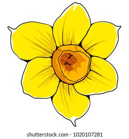 Yellow daffodil vector flower. Hand drawn delicate opened narcissus.