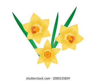 Ilustración de vector daffodil amarillo. Flores florecientes. narciso.