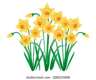 Yellow daffodil vector illustration. Blooming flowers. narcissus .