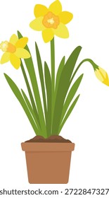 Narcisos amarillos en flor en maceta. Flor de primavera. Ilustración vectorial sobre fondo blanco. 