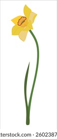 Yellow daffodils with green leaves in flat style. Cartoon vector illustration of narcissus. Spring flower isolated on white background.