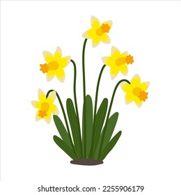 Yellow daffodils isolated in flat cartoon design. Seasonal spring flowers. Beautiful blooming bouquet narcissus for springtime landscapes. Vector character illustration isolated