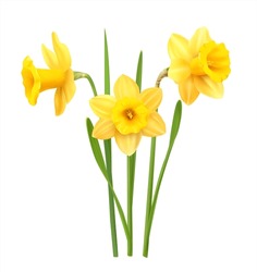 Yellow Daffodils Isolated On White. Vector Illustration.