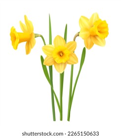 Yellow daffodils isolated on white. Vector illustration.