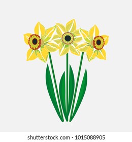 Yellow daffodils on a white background. Vector illustration.