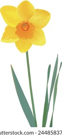 Yellow Daffodils on White Paper