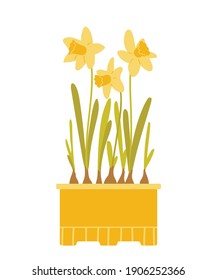 Daféiles amarillos en una olla. Hermosas macetas de primavera aisladas en fondo blanco. Ilustración vectorial en estilo plano