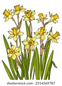 Gelbe Narzissen Skizze von Blumen. Blumen, Vektorlinienzeichnung. Durch eine schwarze Linie gezeichnet	