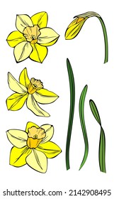 Yellow daffodils in vector. Set of blooming inflorescences, buds and leaves