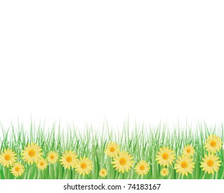 yellow daisy background