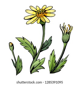 Yellow daisy type flowers on white background