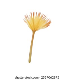 a yellow dandelion flower against a stark white backdrop. The petals of the flower are a vibrant shade of yellow, and the stem is a light brown color.