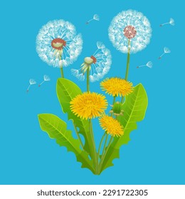 Yellow dandelion flower with leaves on a white background. Fluffy dandelion  vector illustration.