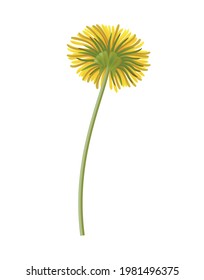 Yellow dandelion flower on stem bottom view realistic icon vector illustration