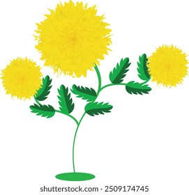 Yellow dandelion flower on white background.