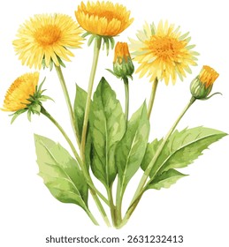 Yellow Dandelion Flower Realistic Watercolor Botanical Vector Illustration
