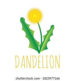 yellow dandelion flower vector illustration