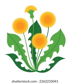 Yellow dandelion flowers. Blooming golden flowers on long stems, long toothy leaves. Garden weed plant. Floral arrangement Isolated on white. Stylized botanical illustration in flat minimalist style