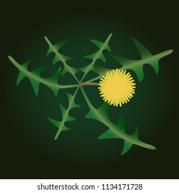 Yellow dandelion with leaf