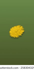 yellow dandelion on green background