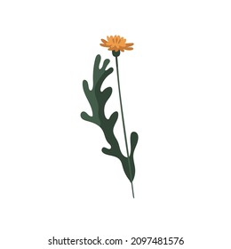 Yellow dandelion on stem. Blooming Taraxacum with leaf. Modern botanical drawing of blossomed wild floral plant. Spring wildflower. Botany flat vector illustration isolated on white background
