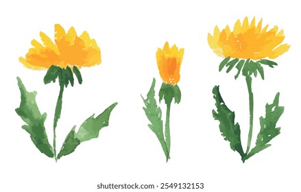 Yellow dandelions flowers, watercolor hand drawings, vector illustration isolated on white