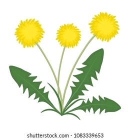 Yellow dandelions with green leaves on a white background. Vector illustration