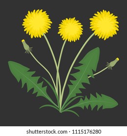 Yellow dandelions with green leaves on a black background. Vector illustration