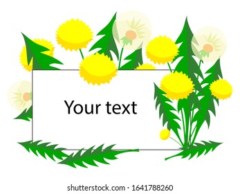
Yellow dandelions - spring flowers, vector illustration on a white isolated background with a slide for text or congratulations