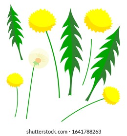 
Yellow dandelions - spring flowers, vector illustration on a white isolated background