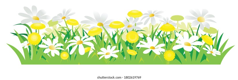 Yellow dandelions and white daisies. Isolated vector illustration. Wild meadow flowers. Cartoon style.. Spring grass and flowers. Background image.	