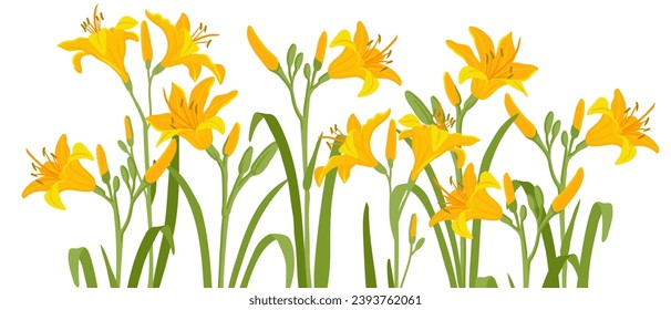 yellow daylily, vector drawing flowers at white background, hand drawn botanical illustration